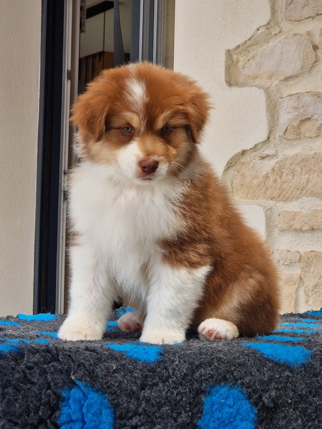 du Bois de Chantalouette - Chiots disponibles - Berger Australien