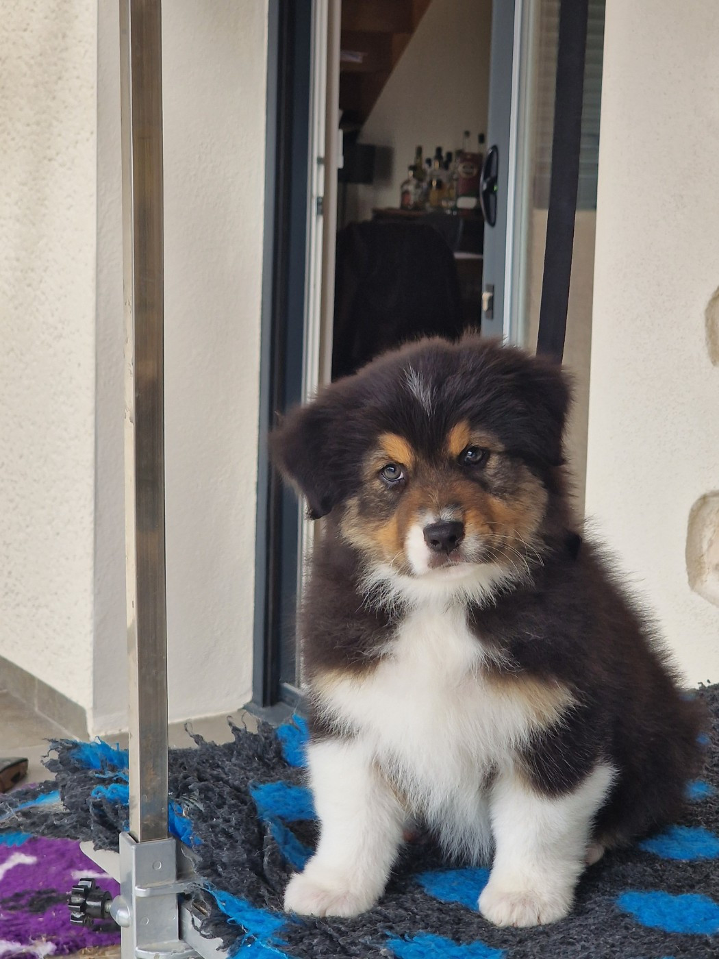 du Bois de Chantalouette - Chiots disponibles - Berger Australien
