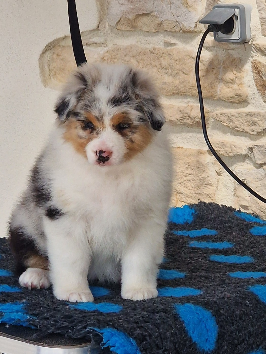 du Bois de Chantalouette - Chiots disponibles - Berger Australien