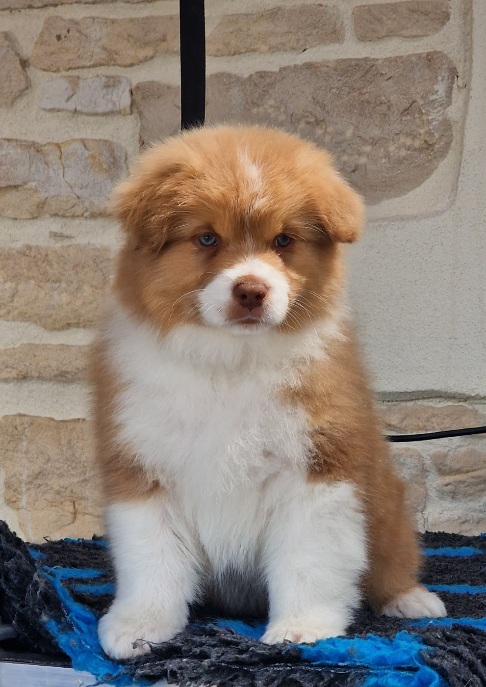 du Bois de Chantalouette - Chiots disponibles - Berger Australien