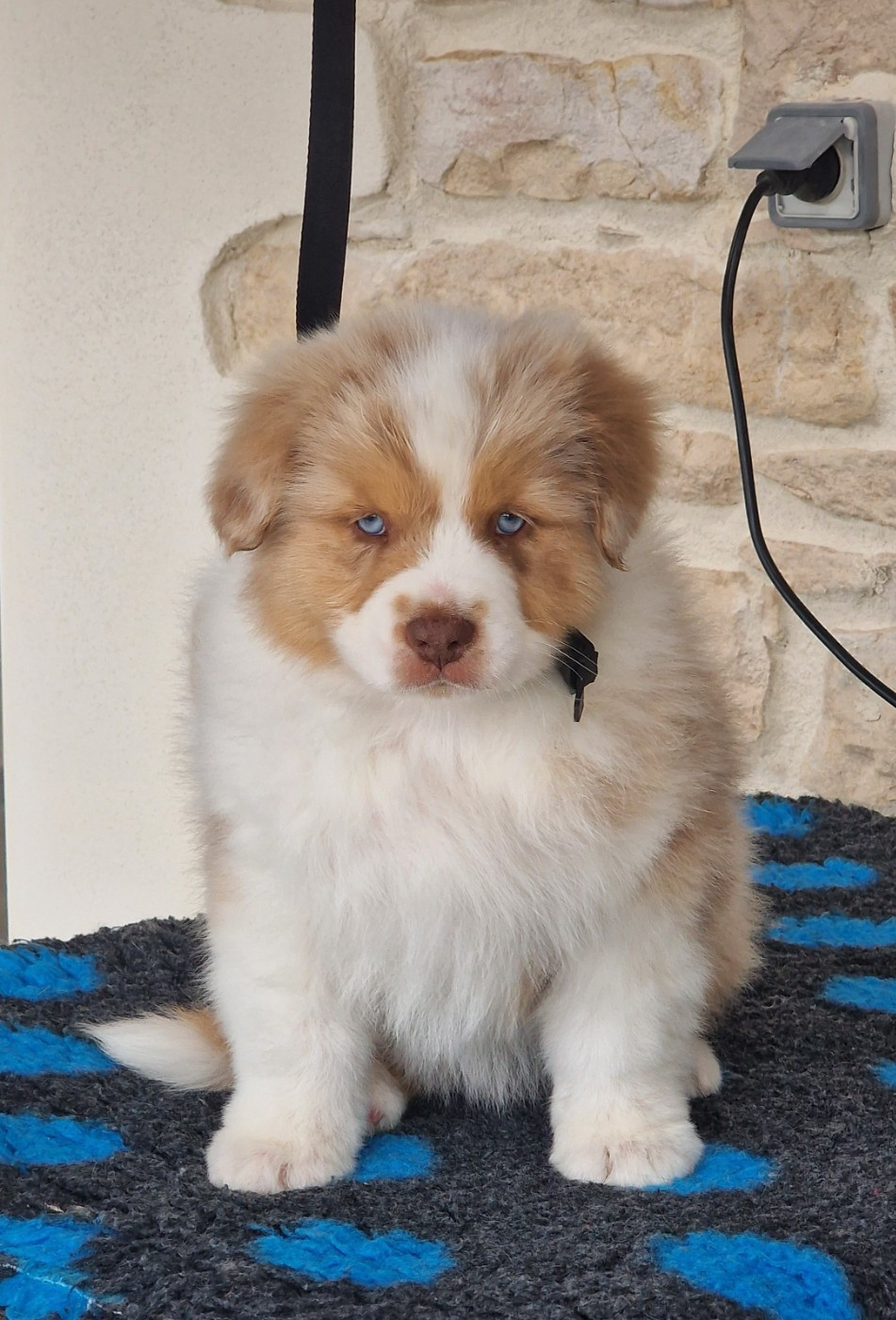 du Bois de Chantalouette - Chiots disponibles - Berger Australien