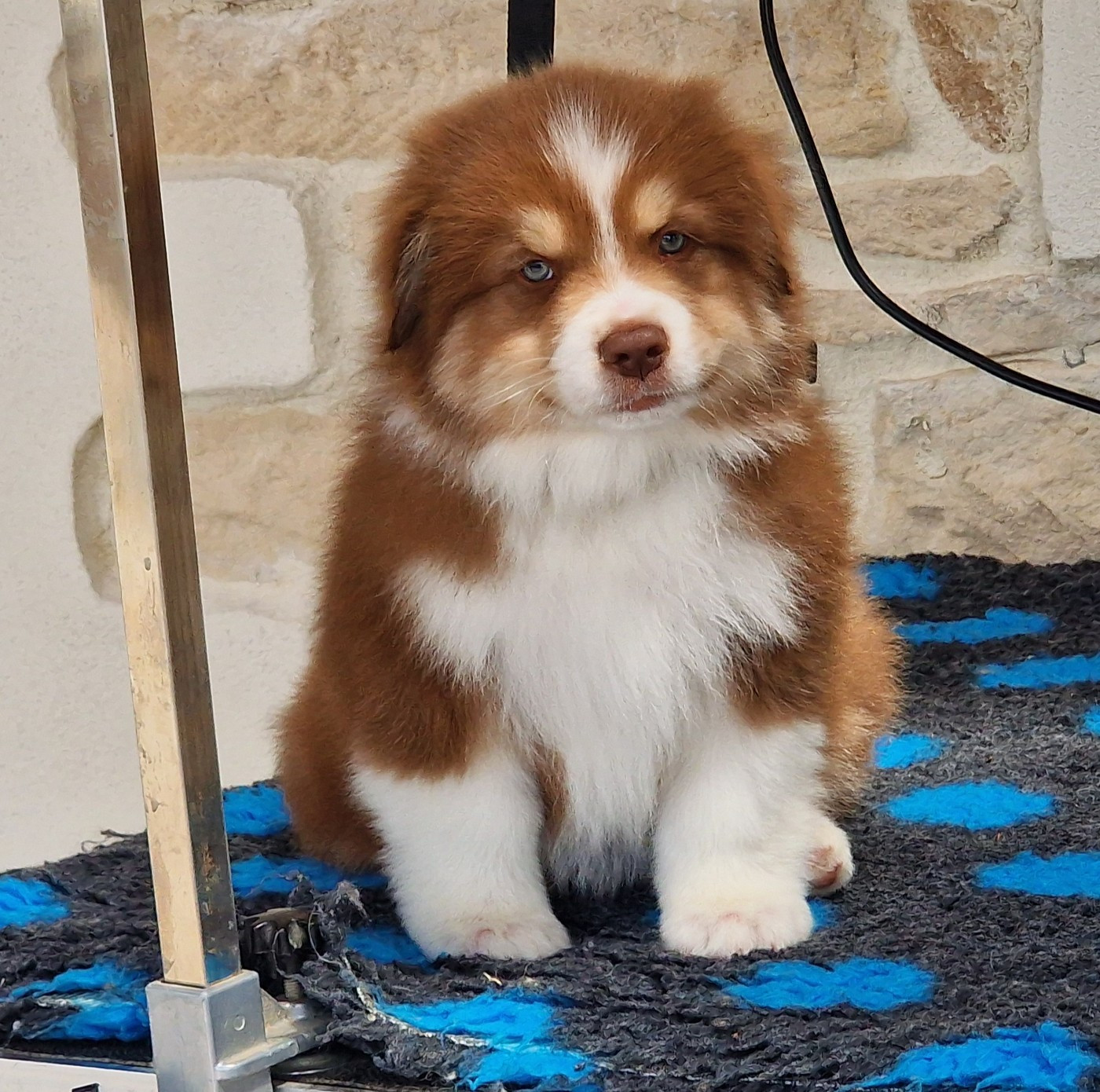 du Bois de Chantalouette - Chiots disponibles - Berger Australien