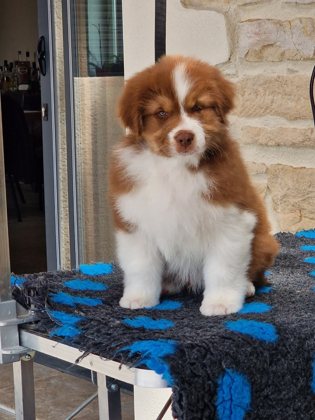 du Bois de Chantalouette - Chiots disponibles - Berger Australien