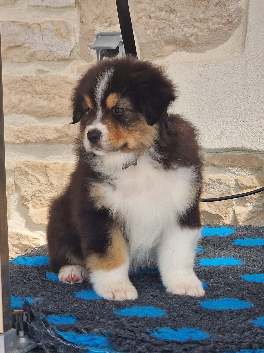 du Bois de Chantalouette - Chiots disponibles - Berger Australien