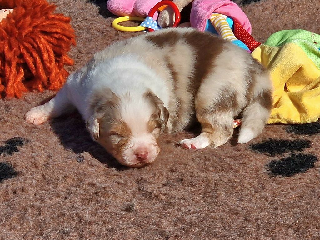 du Bois de Chantalouette - Chiots disponibles - Berger Australien