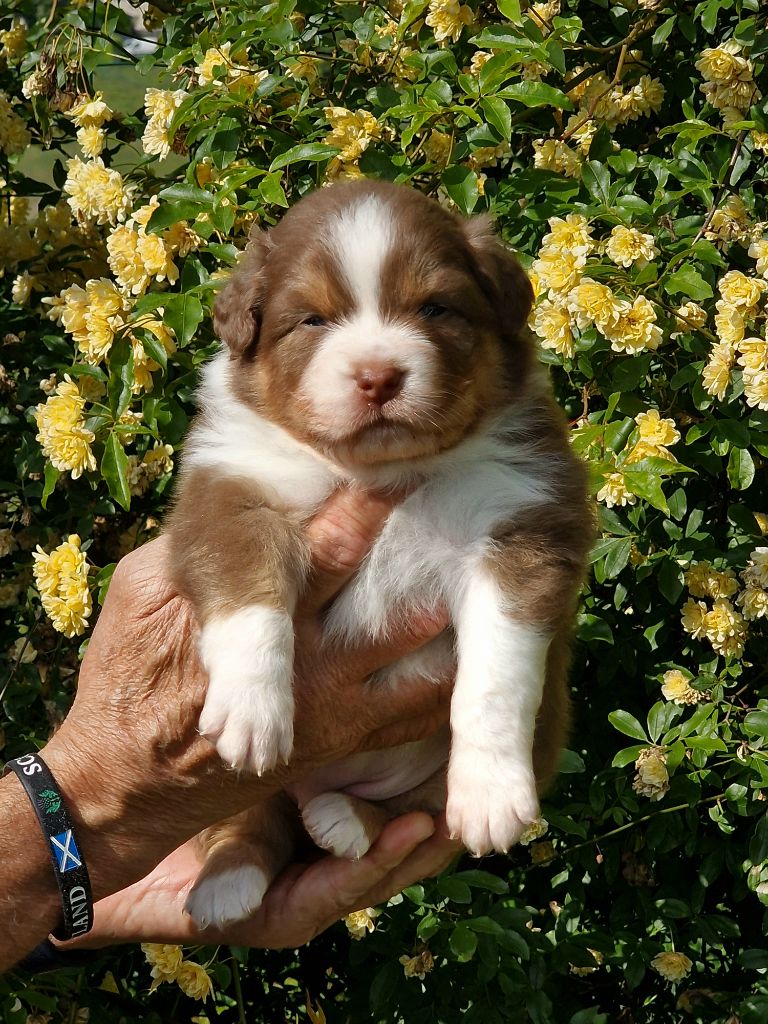 du Bois de Chantalouette - Chiots disponibles - Berger Australien