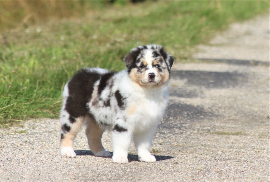 du Bois de Chantalouette - Berger Australien - Portée née le 13/05/2021