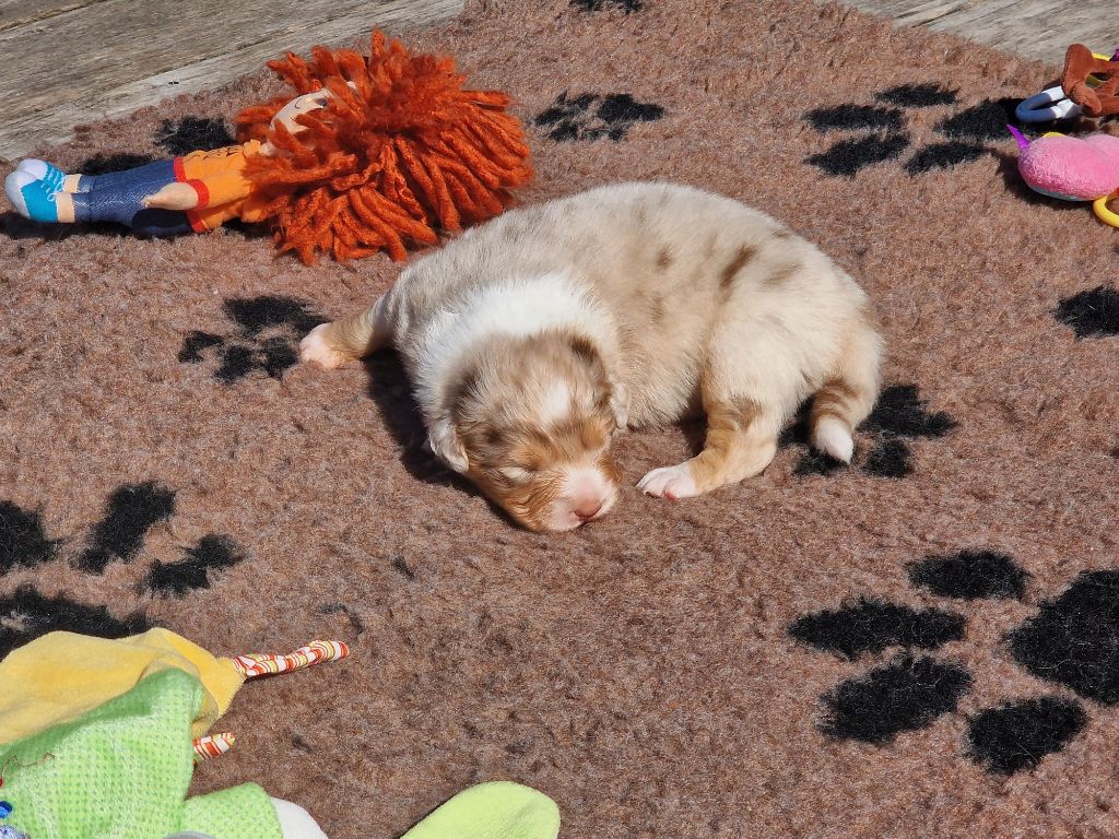 du Bois de Chantalouette - Chiots disponibles - Berger Australien