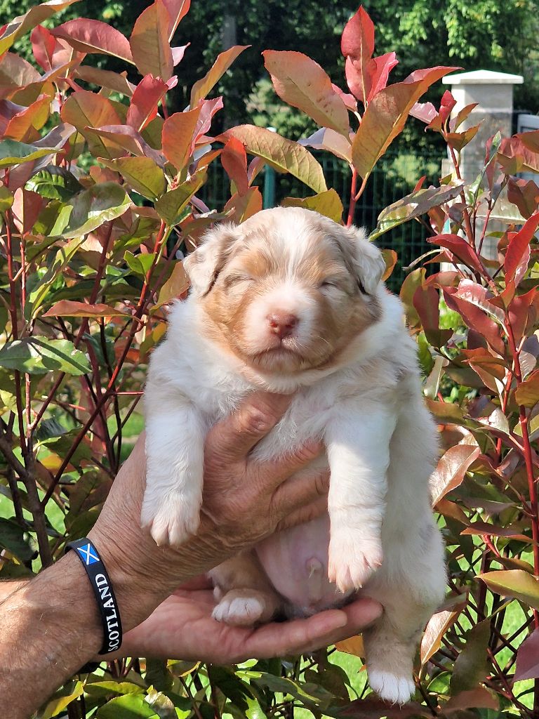 du Bois de Chantalouette - Chiots disponibles - Berger Australien