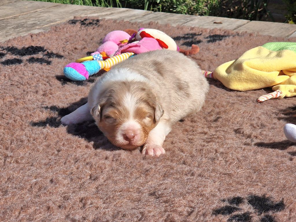 du Bois de Chantalouette - Chiots disponibles - Berger Australien
