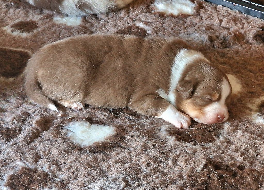 du Bois de Chantalouette - Chiots disponibles - Berger Australien