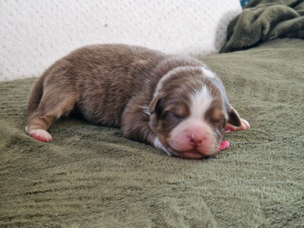 du Bois de Chantalouette - Chiots disponibles - Berger Australien