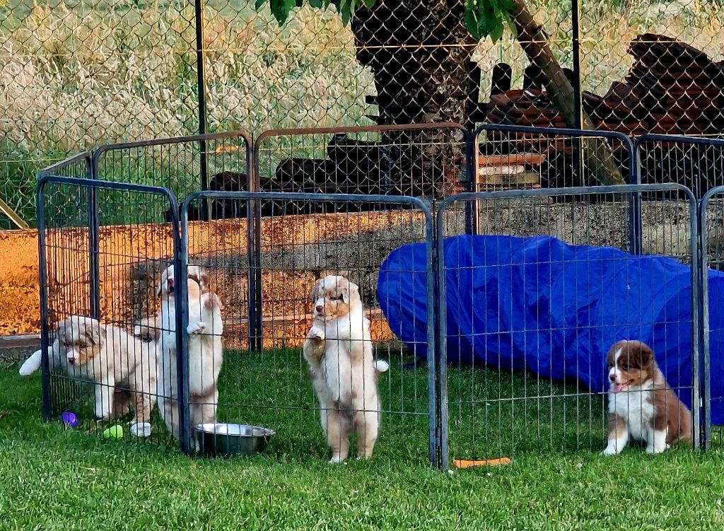 Chiot Berger Australien du Bois de Chantalouette